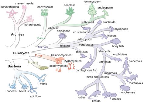 101 Proofs For God: #95 Archaea