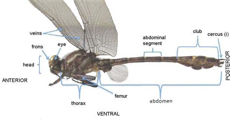 Lepidoptera Odonata Web Atlas: Glossary