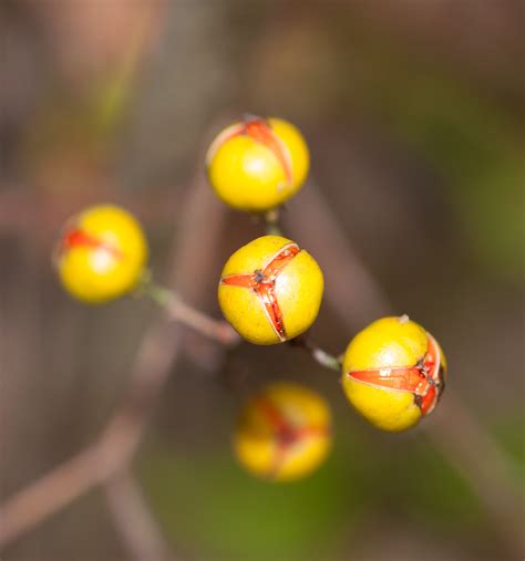 Celastrus orbiculatus (Oriental bittersweet)