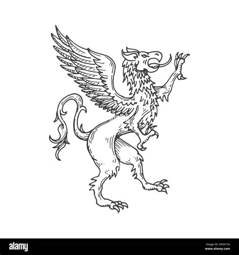 Griffin or gryphon medieval heraldic animal sketch. Mythical beast ...