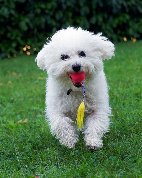 31 Hypoallergenic Dog Breeds for Allergy Sufferers