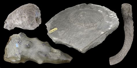 Virtual Collection: Class Hexactinellida | Digital Atlas of Ancient Life