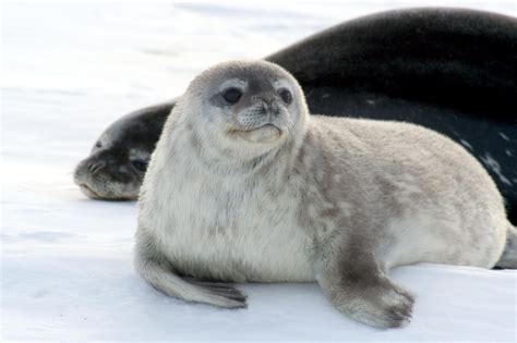 Ross Seal – "OCEAN TREASURES" Memorial Library