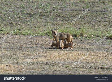 Kanha kisli Images, Stock Photos & Vectors | Shutterstock