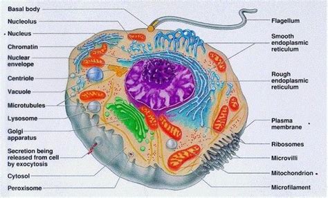 2.4 Eukaryotic Cell Structure - a level biology student