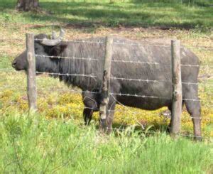 Italian Mediterranean Buffalo Characteristics, Origin