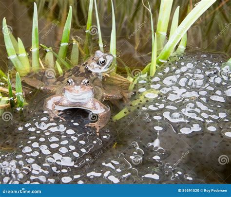 Breeding Frogs stock photo. Image of nature, spawning - 89591520