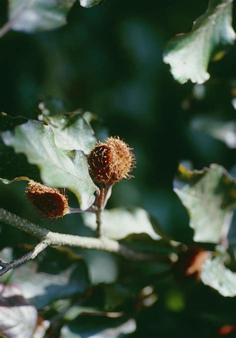 Fagus Sylvatica. Photograph by G Newport/science Photo Library - Pixels