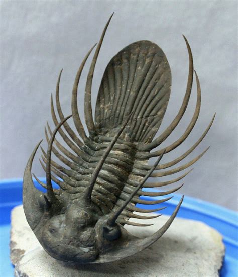 Kolihapeltis Trilobite | Trilobite fossil, Trilobite, Dinosaur fossils