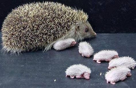 Hedgehog family | Baby hedgehog, Cute baby animals, Baby animals