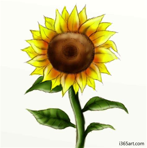 Sunflower Drawing Color | Free download on ClipArtMag