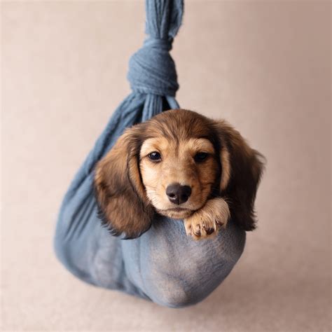 TORONTO DOG PHOTOGRAPHER: ADORABLE DACHSHUND PUPPY PHOTOSHOOT IDEA - PAWSH MAGAZINE | A New ...