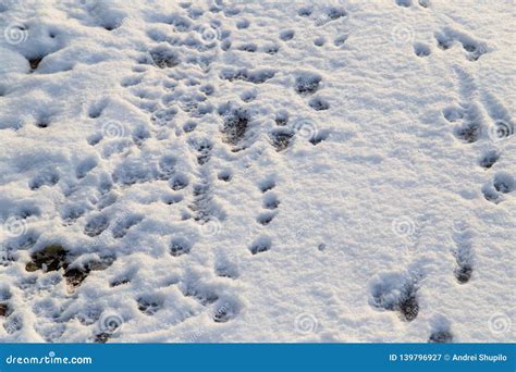 Animal Footprints in the Snow As a Background Stock Image - Image of ...