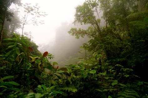 A Hike Through the Costa Rican Rainforest, Day 3