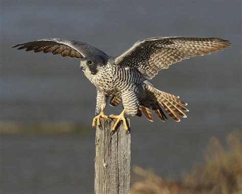 Peregrine Falcon Wallpapers - Wallpaper Cave