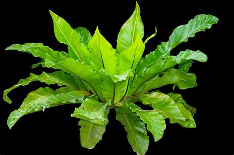 Asplenium nidus (Paku Sarang Burung/Kadaka) Sebagai Tanaman Hias ...