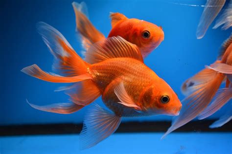 Fantail Goldfish-Carassius auratus auratus