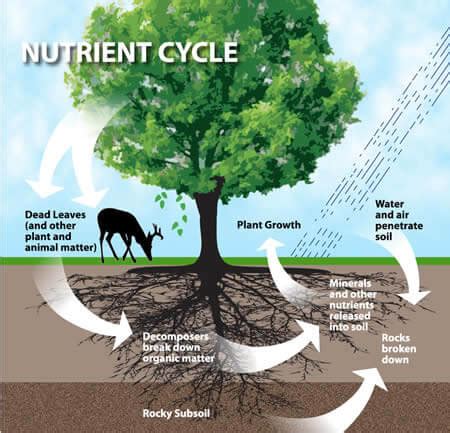 Carbon Cycle, Nitrogen Cycle, Phosphorus and Sulphur Cycle - PMF IAS