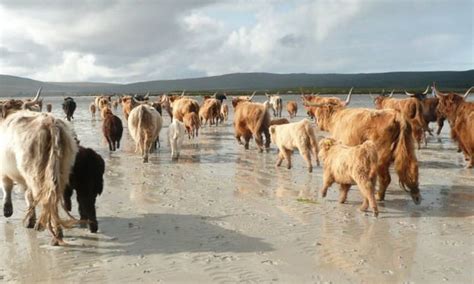 North Uist Highland Cattle, Highland Cow, West Highlands, Scottish Highlands, Breeds Of Cows ...