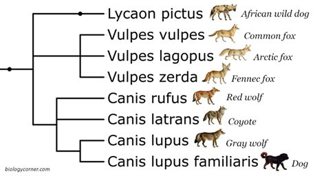 Students examine a phylogenetic tree showing dogs, wolves, foxes, and ...