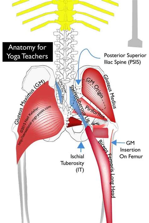 obturator internus | Yoga anatomy, Piriformis, Achy body