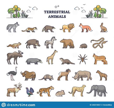 Terrestrial Animals Group As Living Species on Land Outline Collection Set Stock Vector ...