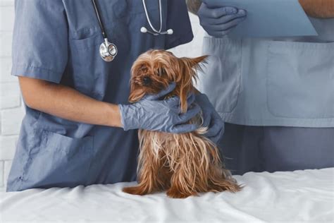 Signs of Emergency Health Situations in Pets & What to Do | Turlock Vet