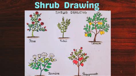 Shrubs drawing ll how to draw shrub plants ll rose , pomegranate,Jasmine,Tulsi,lemon tree ...