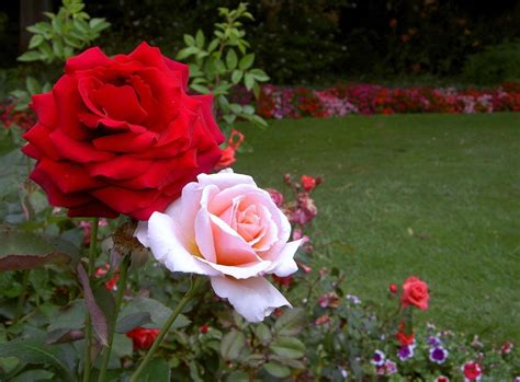 beautiful rose garden pictures - elprevaricadorpopular