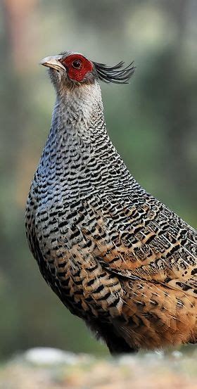 Cheer Pheasant Catreus wallichii | Grey partridge, Pheasant, Canadensis