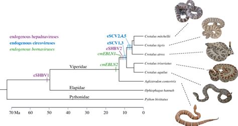 Snake Evolution Tree