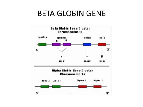 Thalassemia genetics