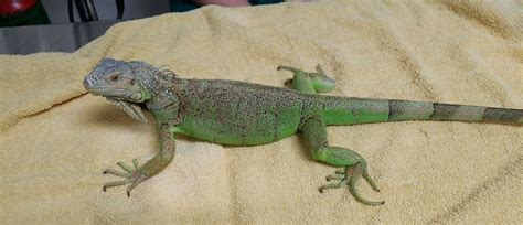 Iguana Care Tips | Reptile Vet | Long Island Bird & Exotics