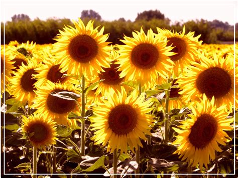 Derriere l'objectif: Champs de Tournesols- ARLES