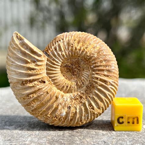 Fossilized Ammonite Marine Amonite Cephalopod Animal Prehistoric Sea Creature Jurassic Fossil ...