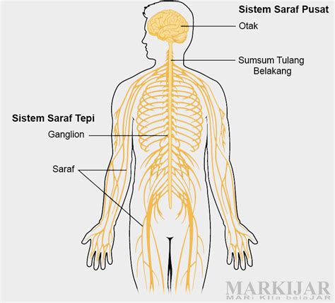 Gambar Sistem Saraf Manusia Lengkap – serat