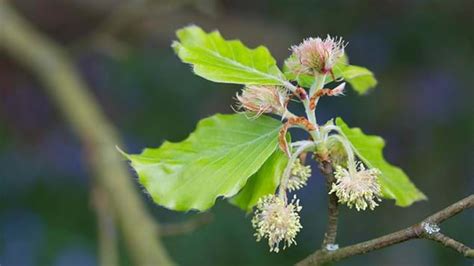 Beech, common (Fagus sylvatica) - Woodland Trust