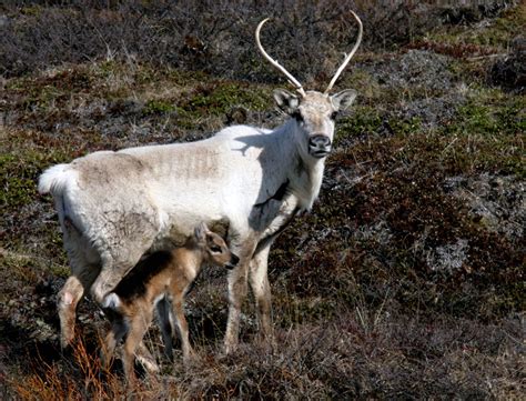 Reindeer in East Iceland - Visitegilsstadir