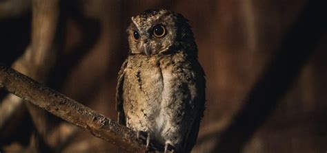 Owl Sound in the Night | Free Sound Effects | Animal Sounds