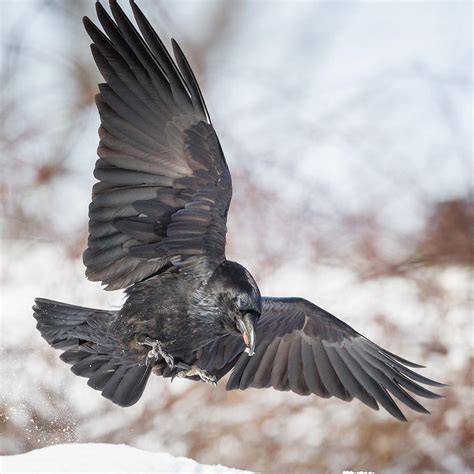 Raven In Flight Square Photograph by Bill Wakeley