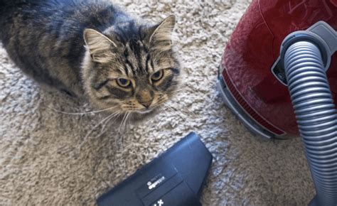 7 Best Vacuum for Cat Litter (Gets Rid of Smell!) | Pawsome Kitty