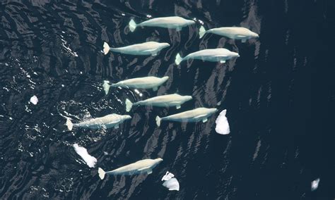 Cook Inlet Beluga Whale - Marine Mammal Commission