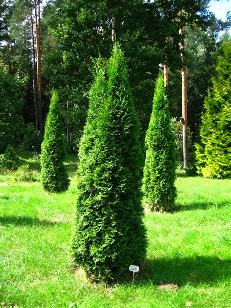 Thuja occidentalis ‘Smaragd’ | Plants Direct – Victoria, BC