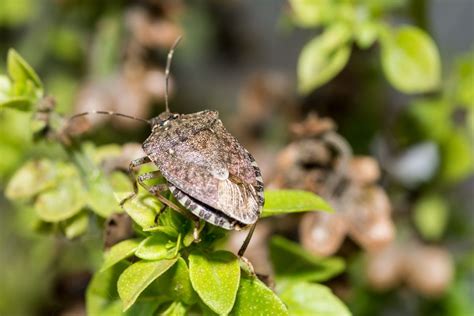 Are Stink Bugs Poisonous? - Botanic Box