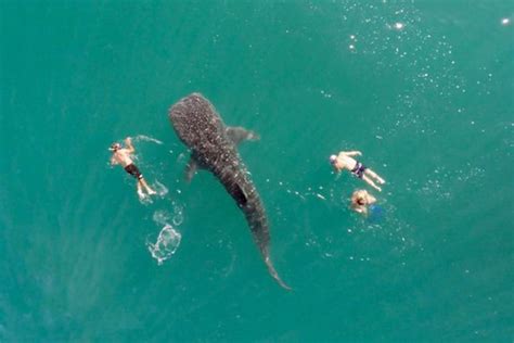 Whale Shark Swims Alongside Humans - CorD Magazine