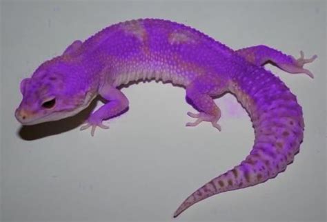 Leopard Gecko Colors | Thread: New Leopard Gecko Morph! PURPLE!! | Leopard gecko, Leopard gecko ...