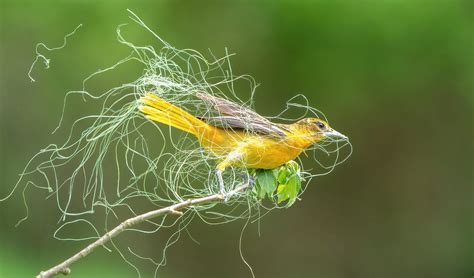 National Audubon Society photo award winners include threatened birds