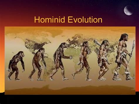 Hominid evolution