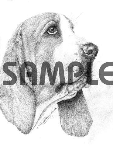 BASSET HOUND dog pencil drawing - Tradebit