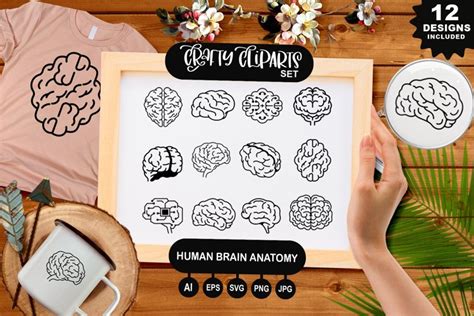 Human Brain Anatomy Clipart Set